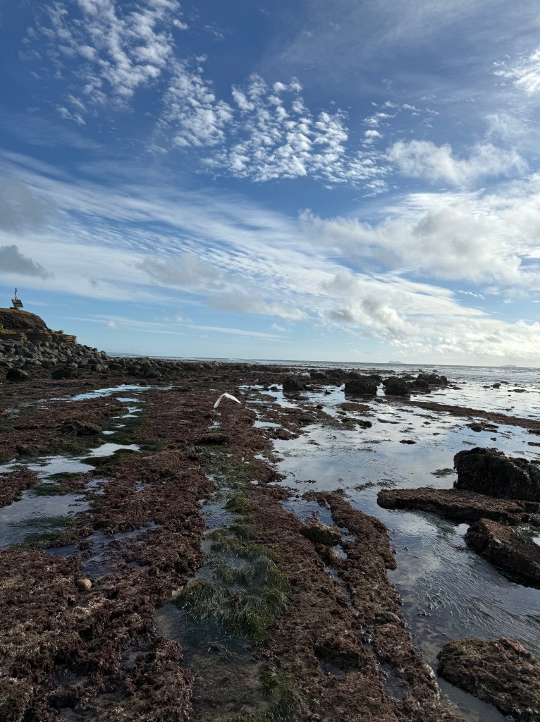 A rocky shoreline with tide pools reflects the blue sky and scattered clouds, while seaweed and moss cover the rocks under the bright daylight.