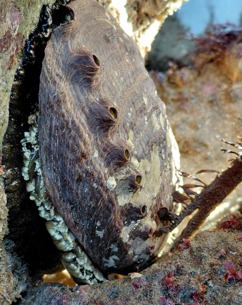 A close-up of an abalone clinging to a rocky surface, showing its rough, dark shell with natural holes and small marine growths around it.