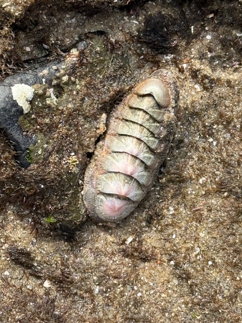 A small, oval chiton clings to a wet, sandy rock. Its segmented shell plates are pale green and pink, with a soft, fuzzy center, blending into the surrounding tidepool surface.