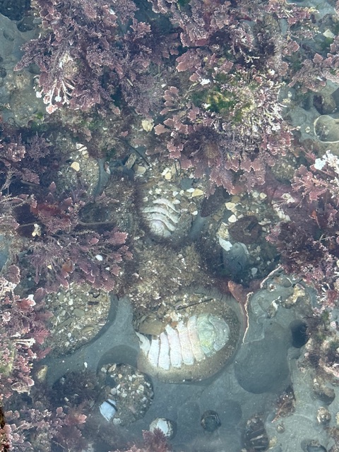 A tide pool with purple seaweed reveals several chitons clinging to the rock, their segmented, oval shells blending with the surrounding marine life.