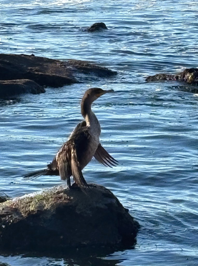 dark brown cormorant stands on a wet rock in the water, wings slightly spread, with gentle ripples and other rocks visible in the background.