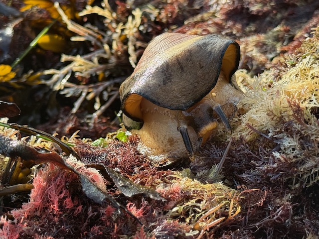 A giant keyhole limpet rests on colorful marine algae, its dark shell and soft, tan body blending with the surrounding seaweed in a tide pool.