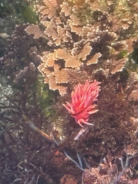 A bright pink Hopkins’ Rose nudibranch rests among dark seaweed and tan encrusting coralline algae in a tide pool.