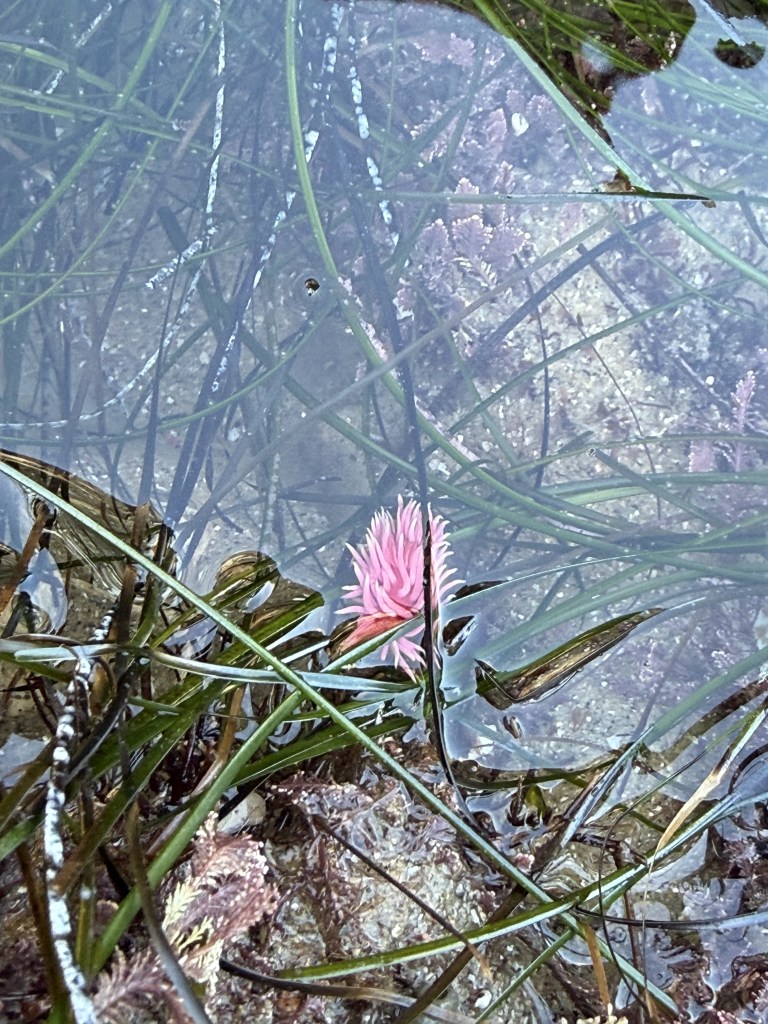 pink Hopkins’ rose nudibranch rests among green seagrass and rocks in a shallow tide pool, surrounded by clear water and hints of purple algae.