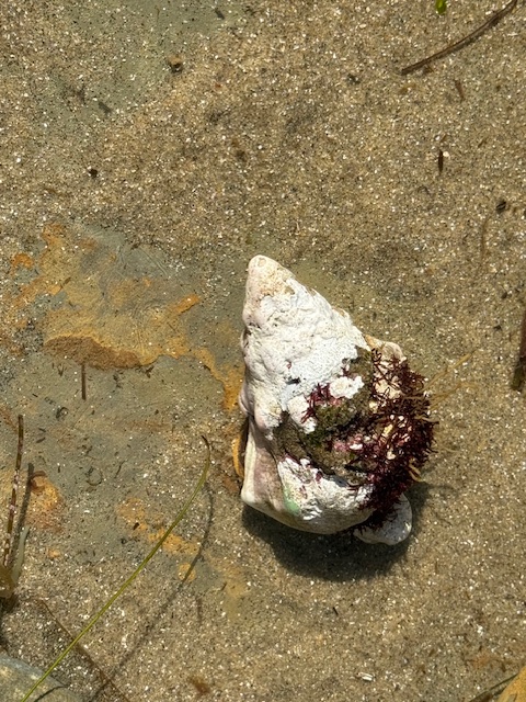 A rough, white sea snail shell with dark red seaweed clinging to it rests on wet sandy beach, surrounded by small patches of algae and shallow water.