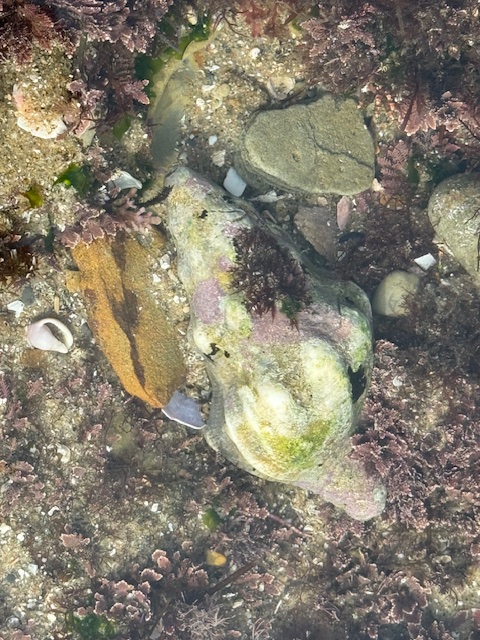 A large, mossy sea snail shell lies in shallow water surrounded by small rocks, sand, and patches of reddish-brown seaweed.