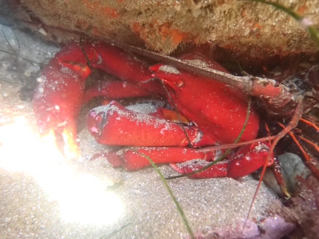 A bright red crab with large claws is tucked under a rocky ledge on the sandy ocean floor, partially covered in sand and surrounded by bits of seaweed.