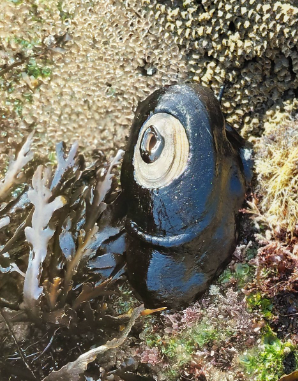 A dark, shiny keyhole limpet clings to a rocky tide pool, surrounded by seaweed and colorful marine growth.