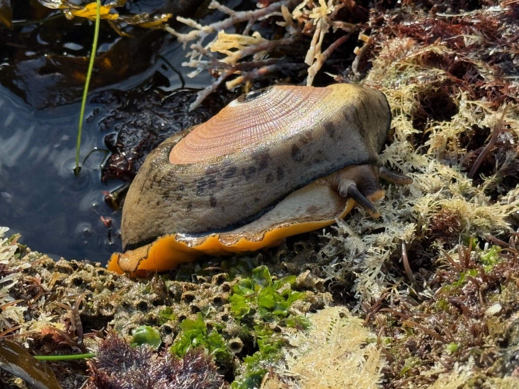 A keyhole limpet clings to a rocky tide pool, its conical shell and orange mantle contrasting with the surrounding seaweed and algae.