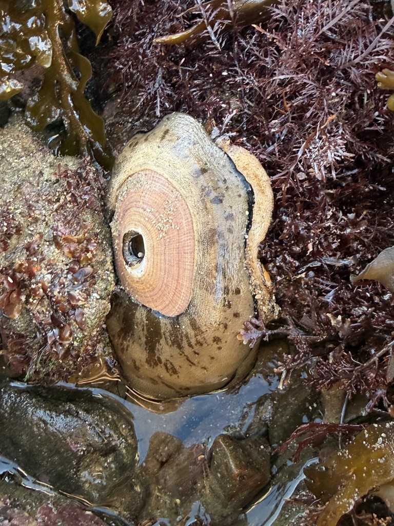 A large keyhole limpet clings to a rock in a tide pool, surrounded by seaweed and shallow water, with its distinct central hole visible on the shell.