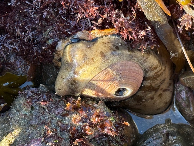 A large keyhole limpet clings to a rocky tide pool, partially covered by seaweed, with its distinctive shell and central hole clearly visible.