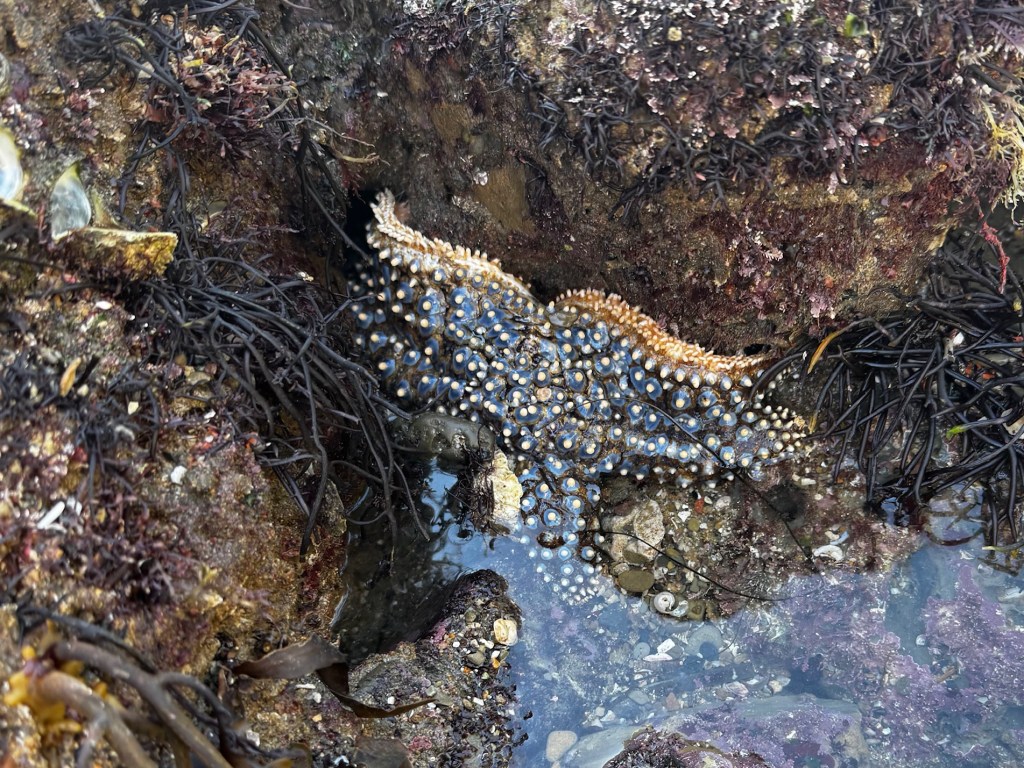 A knobby sea star with blue and orange bumps clings to a rocky tide pool surrounded by black seaweed, shells, and shallow water.