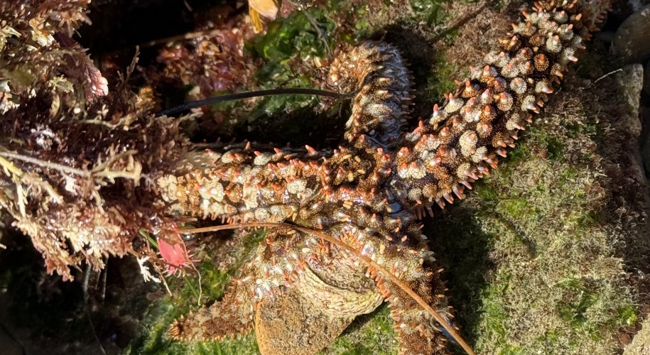 A knobby sea star with spiny, orange-tipped arms rests among seaweed, rocks, and green algae in a shallow tide pool.