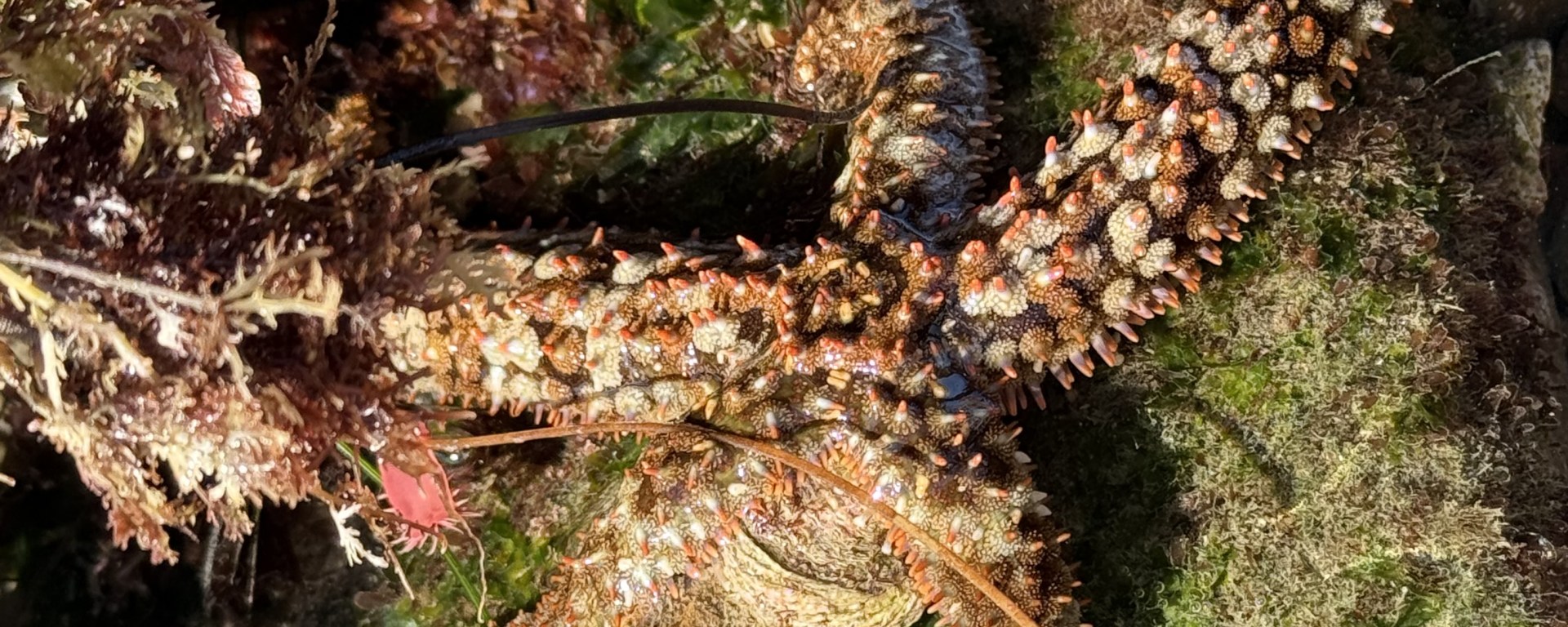 A knobby sea star with spiny, orange-tipped arms rests among seaweed, rocks, and green algae in a shallow tide pool.