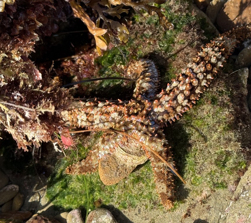 A knobby sea star with spiny, orange-tipped arms rests among seaweed, rocks, and green algae in a shallow tide pool.