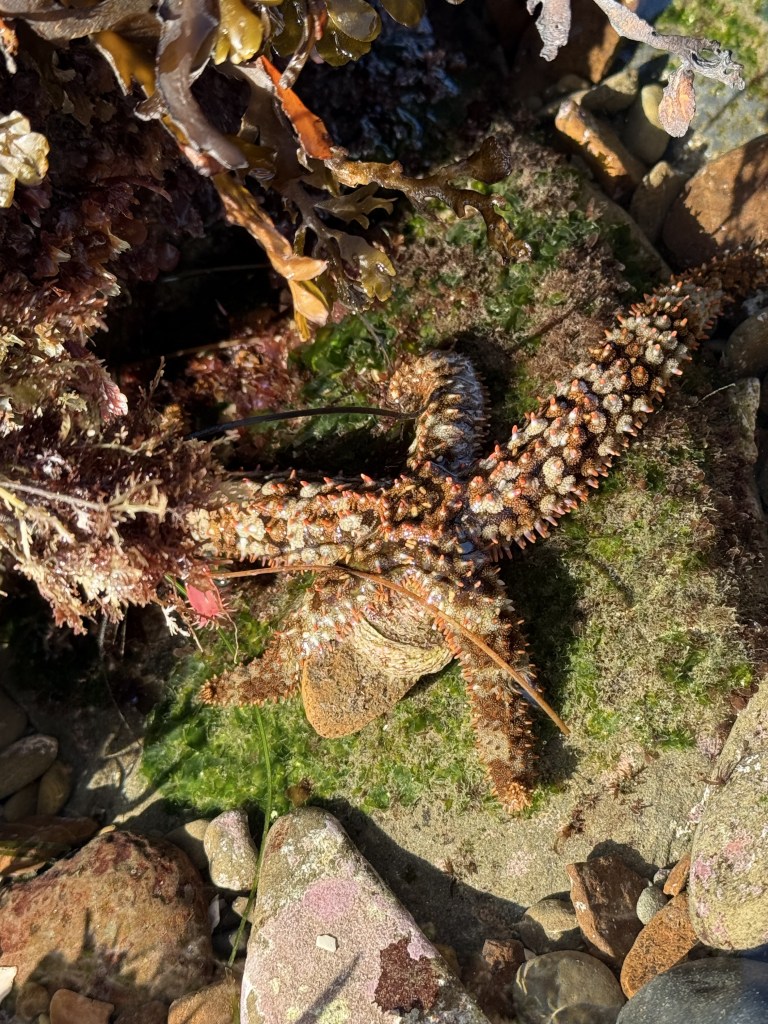 A knobby sea star with spiny, orange-tipped arms rests among seaweed, rocks, and green algae in a shallow tide pool.