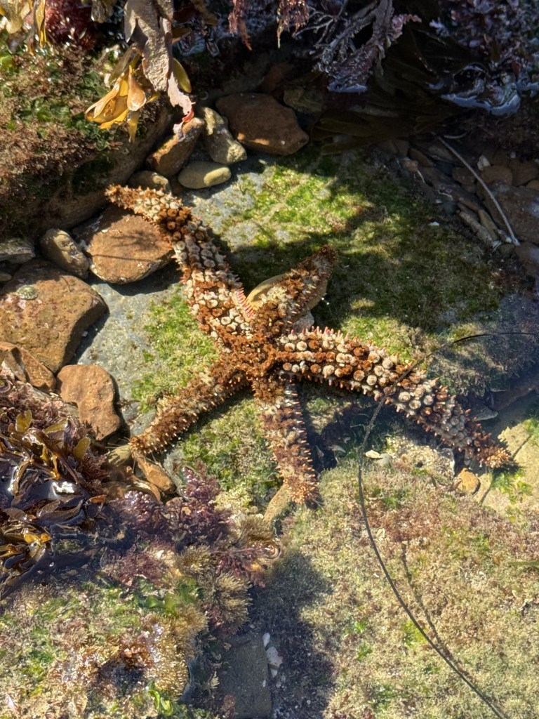 A knobby sea star rests in a shallow tide pool surrounded by rocks, algae, and seaweed, partially submerged in clear water.