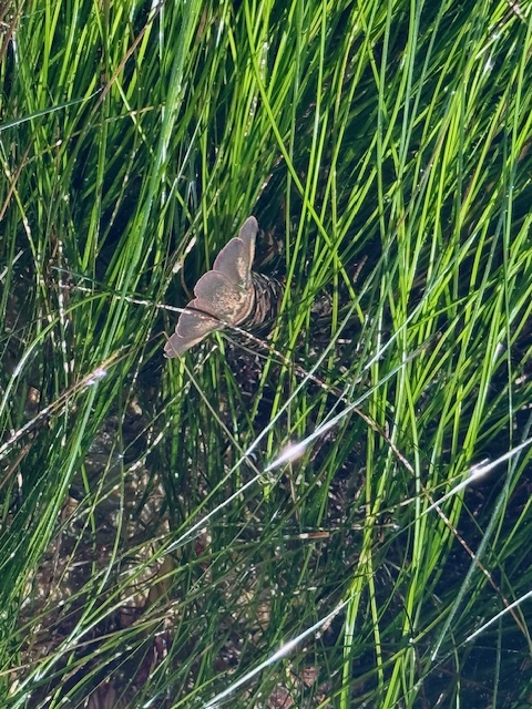 A brown lobster dives among tall, shiny green grass blades, partially hidden in the foliage.