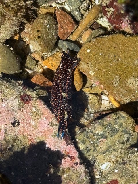 A dark, speckled sea slug with blue-tipped tail moves among rocks and sand in a shallow tide pool.