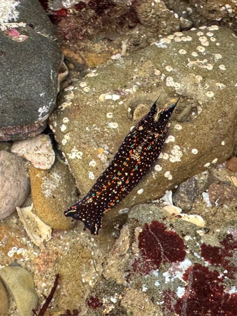 A black sea slug with orange, blue, and white spots crawls over rocky tide pool surfaces covered in barnacles and patches of red algae.