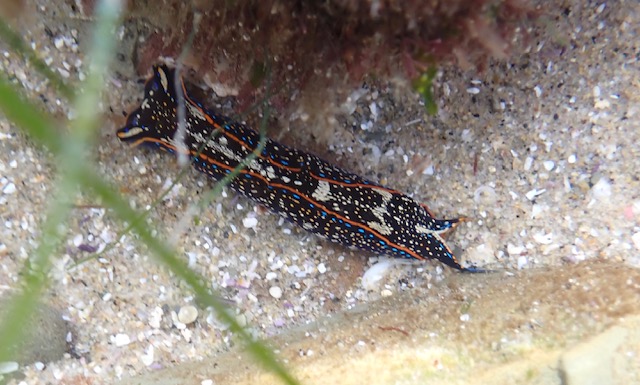A long, dark sea slug with bright orange and blue stripes and white spots crawls along a sandy, shallow seafloor with scattered shells and bits of seaweed.