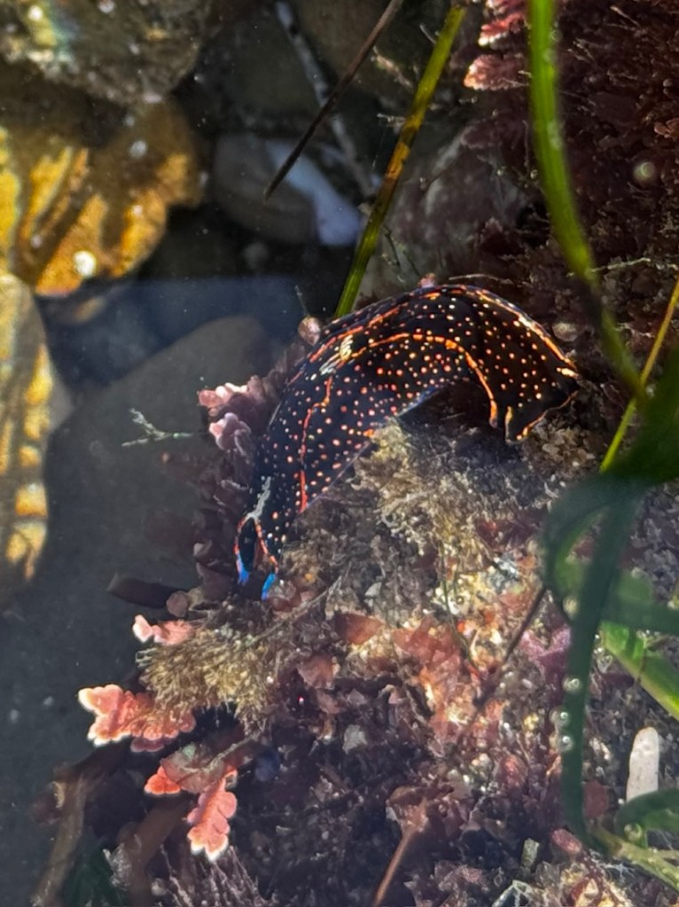 A black sea slug with bright orange spots and blue highlights crawls over rocks and seaweed in a shallow tide pool.