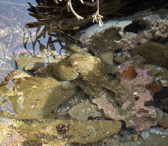 A camouflaged octopus rests among rocks and coral in shallow water, blending with the brown and green hues of its surroundings.