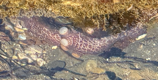 camouflaged octopus clings to rocks underwater, blending in with its surroundings, with visible suckers and textured skin.