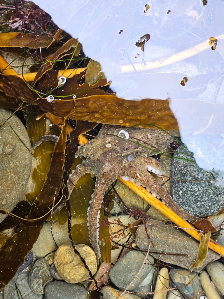A small octopus rests among rocks and seaweed in shallow water, partially camouflaged with its brown and orange arms blending into the surroundings.