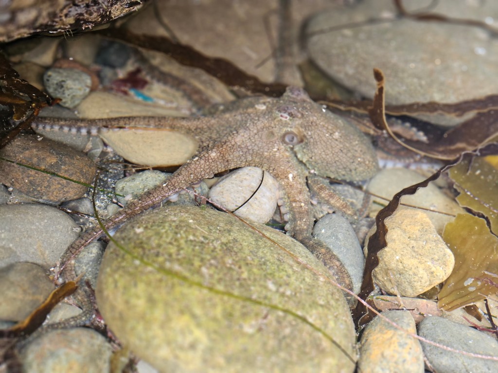 A small octopus blends with rocks and seaweed in a shallow tide pool, its arms stretched across smooth stones and pebbles underwater.