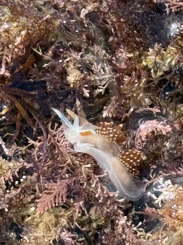 A translucent nudibranch with white-tipped brown cerata crawls among pinkish-brown seaweed and algae in a shallow tide pool.