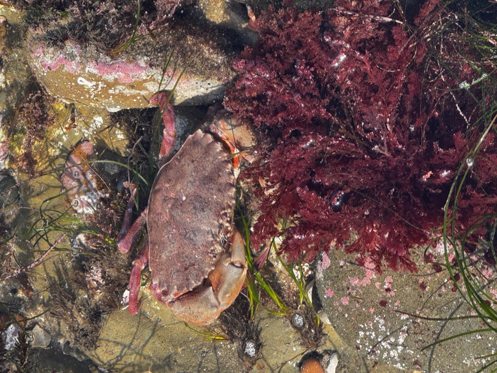 A brown crab rests among rocks, red seaweed, and green seagrass in a shallow tide pool, blending with its natural surroundings.