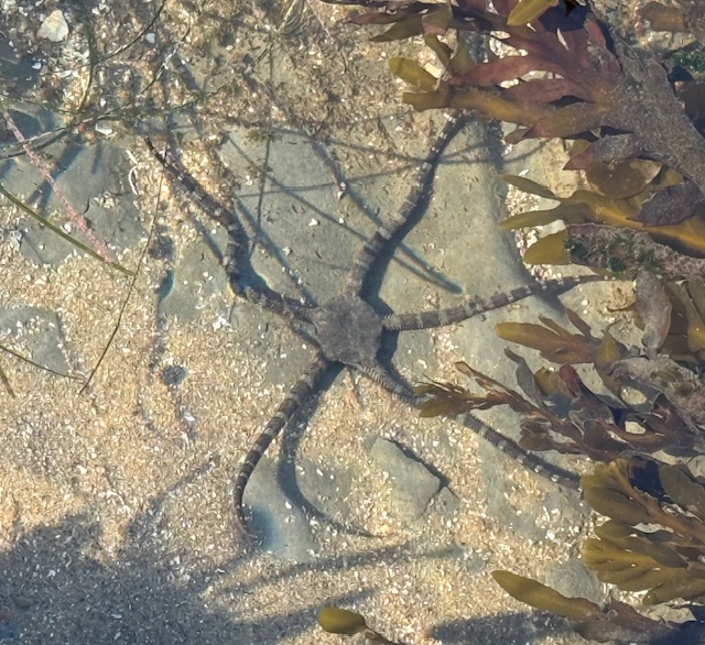 A serpent star with long, slender arms rests on the sandy seafloor near seaweed, partially submerged in shallow, clear water.