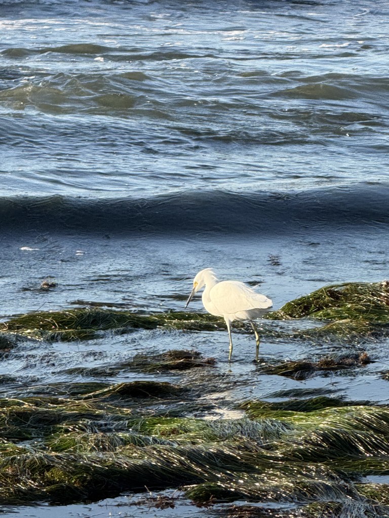 A snowy egret stands in shallow coastal waters among seaweed, with gentle ocean waves rolling in the background.