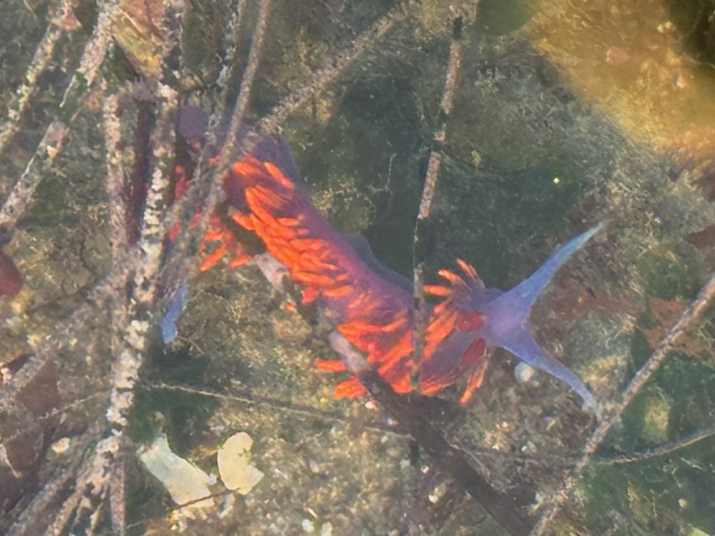 A vibrant sea slug with a purple body and bright orange feathery spines glides underwater among rocks and thin seaweed strands.