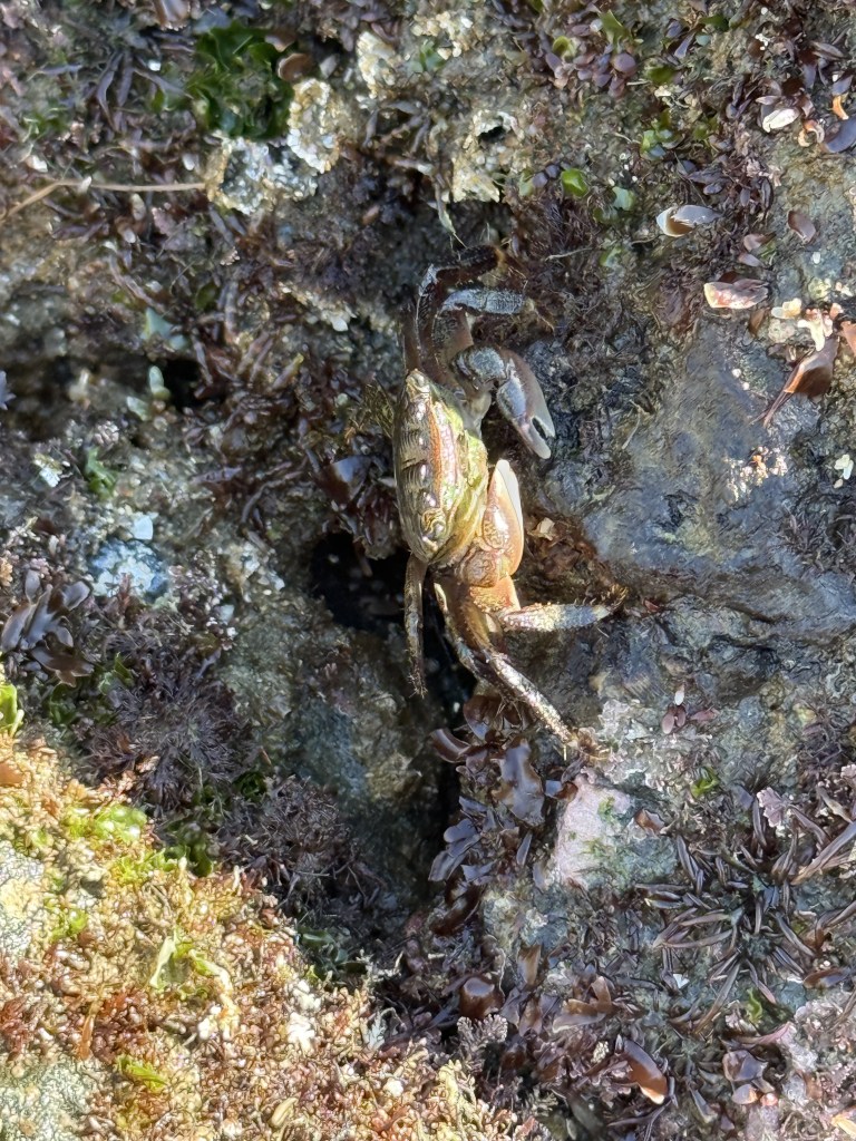A small striped shore crab clings to a rocky surface covered with seaweed and algae, blending into its tide pool habitat.