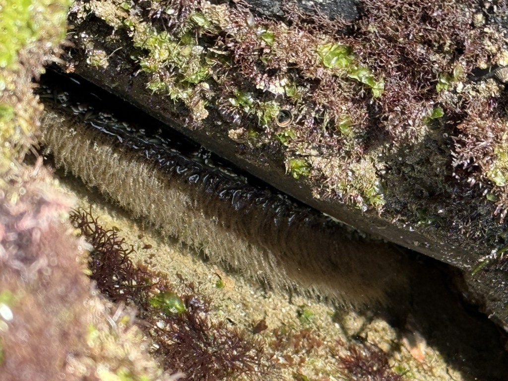 A close-up of an abalone clinging to a rock crevice, with its rough, fringed mantle visible, surrounded by green and purple seaweed and algae.