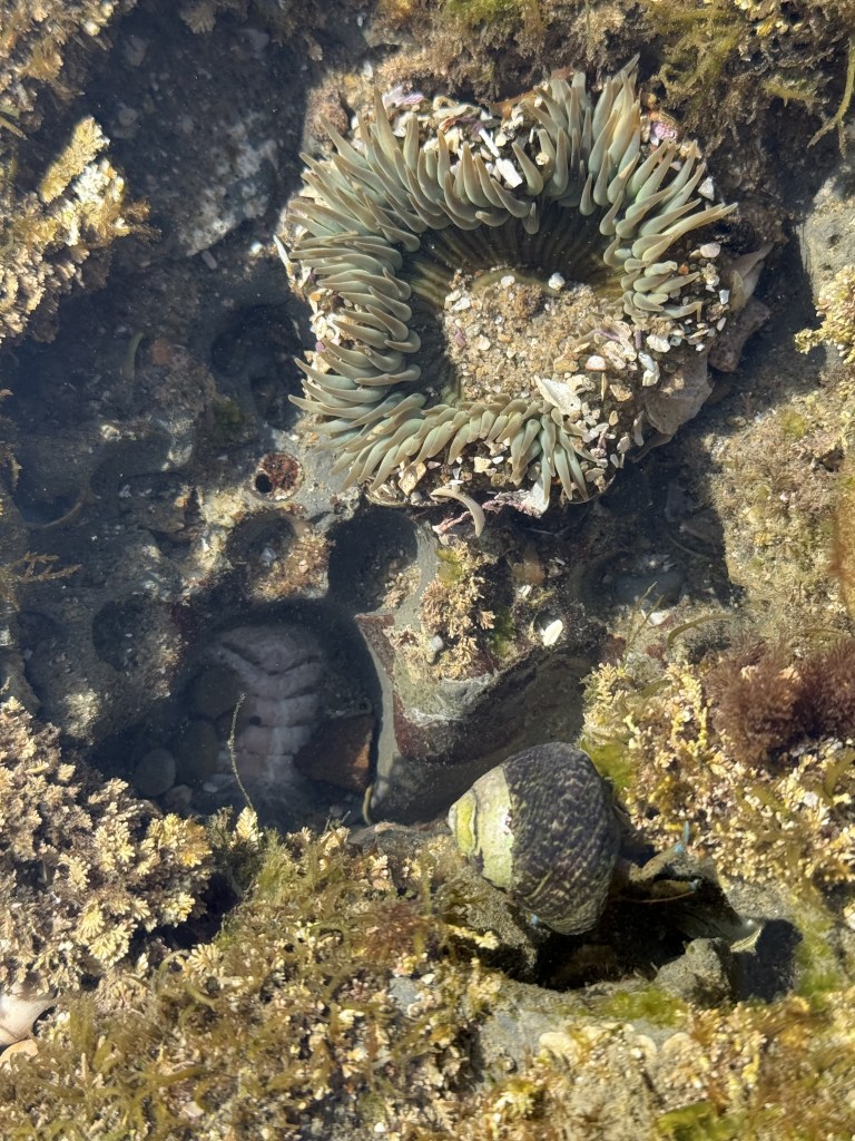 A tide pool with a green sea anemone, a dark snail shell, and patches of brown and green seaweed on rocks, all partially submerged in clear water.