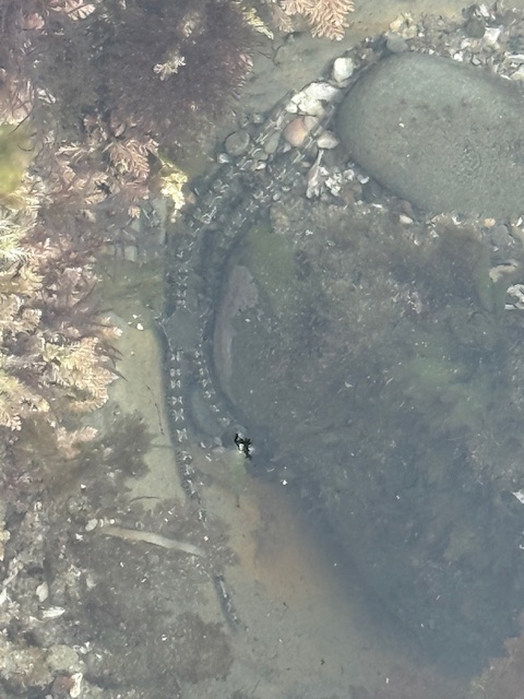 A tide pool with rocks, seaweed, and a long, thin, banded brittle star arm curving through the shallow water.