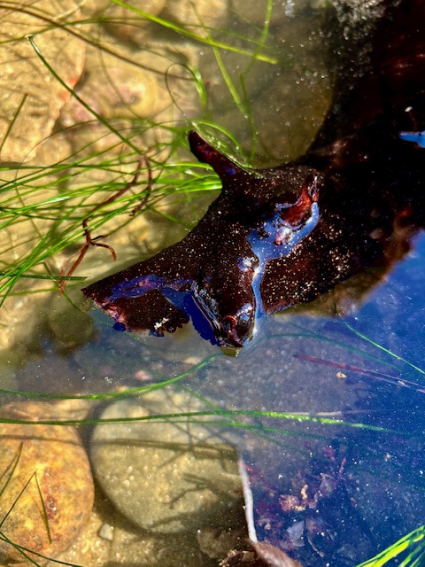 A dark, shiny sea slug with ear-like flaps rests in shallow water among green seagrass and sandy rocks.
