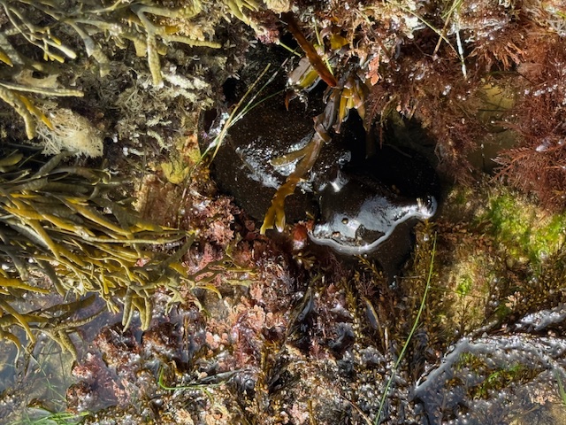 A dark sea hare blends among wet rocks, seaweed, and colorful marine algae in a tide pool, almost camouflaged against the brown, green, and red surroundings.