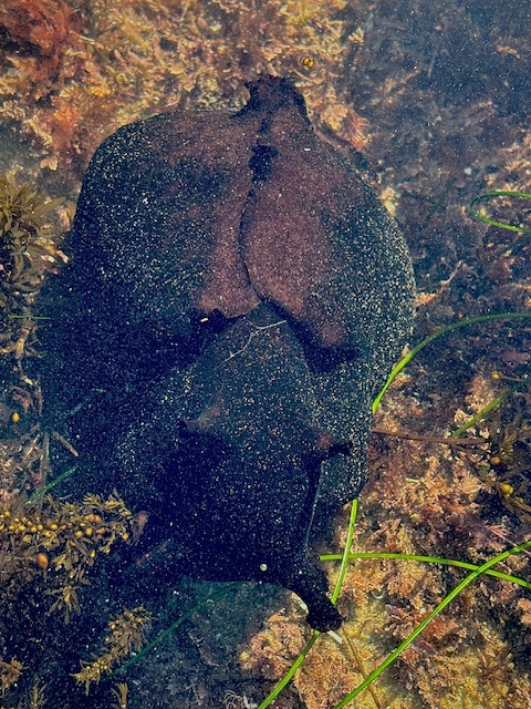 A large, dark sea slug with a rounded body and small ear-like extensions rests among seaweed and seagrass underwater.