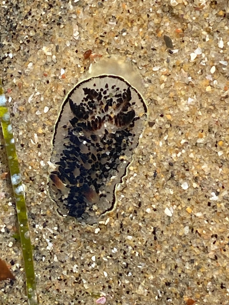 A small black and white sea slug with speckled patterns lies on wet sand next to a thin green seaweed strand.
