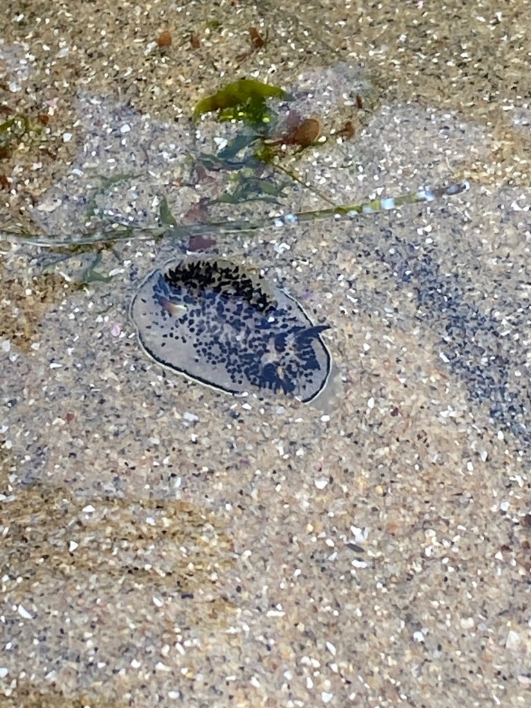 A small black-spotted sea slug rests in shallow water on sandy ground, with a few strands of green seaweed nearby.