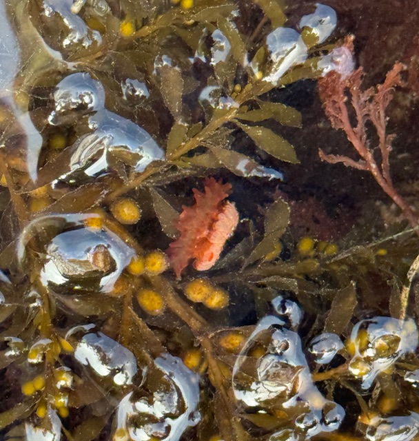 A small pink sea creature rests among shiny brown seaweed and yellow bubbles, partially submerged in clear water.