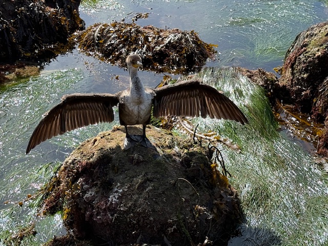 A cormorant stands on a mossy rock in shallow water, wings spread wide to dry, surrounded by seaweed and sunlit ripples.
