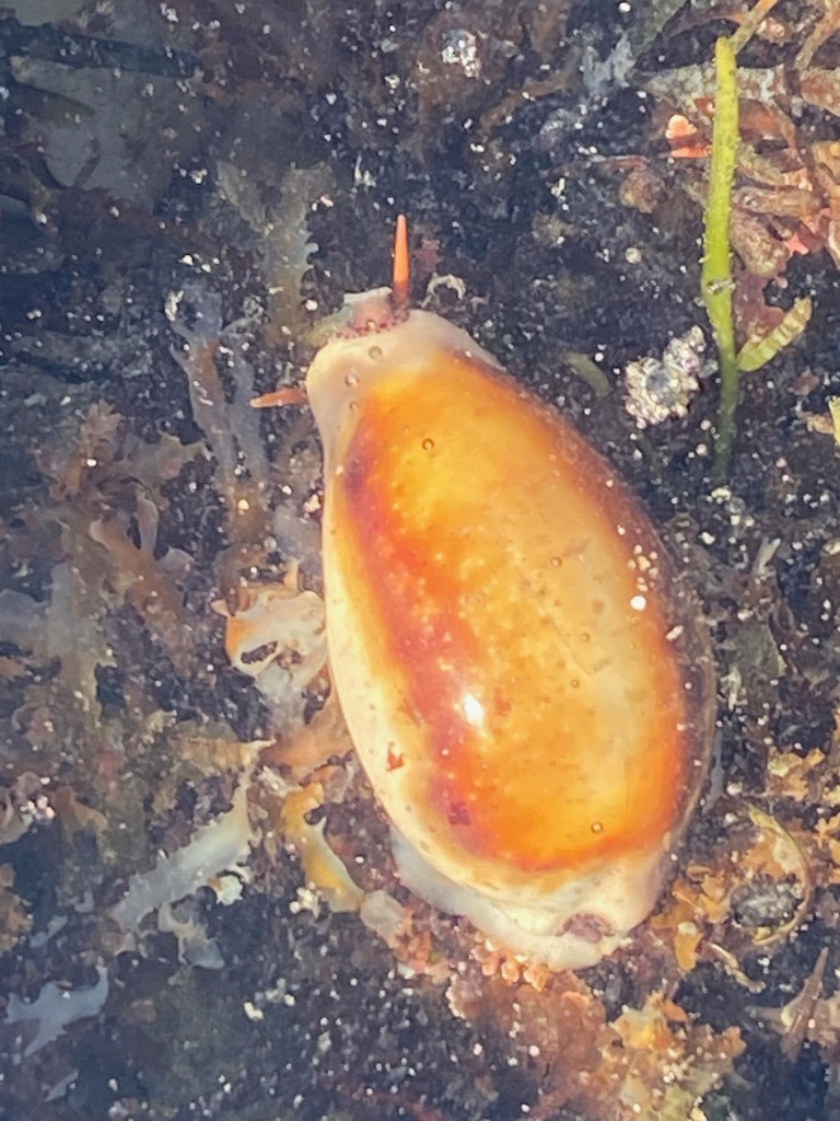 A smooth, shiny orange-brown sea snail, likely a cowry, rests on dark wet rocks surrounded by seaweed and small marine growths.