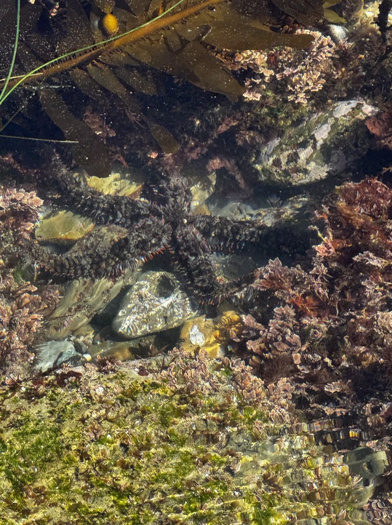 A dark, spiny sea star with five arms lies in a shallow tide pool, surrounded by seaweed, rocks, and patches of green and pink marine algae.