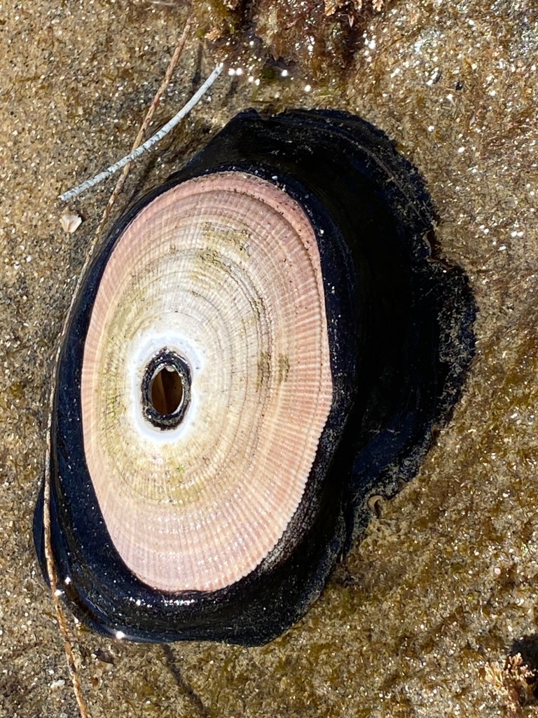 A large black sea limpet with a smooth, oval, tan shell featuring a small keyhole-shaped opening in the center, resting on wet sandy rock.