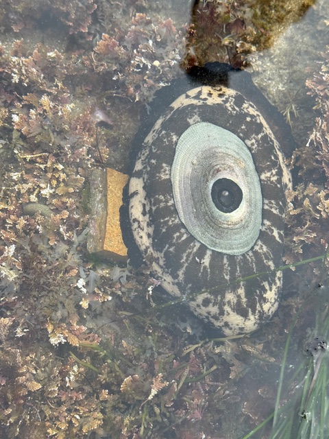 A large black-and-white patterned limpet with a round keyhole opening rests in shallow water among seaweed and rocks.